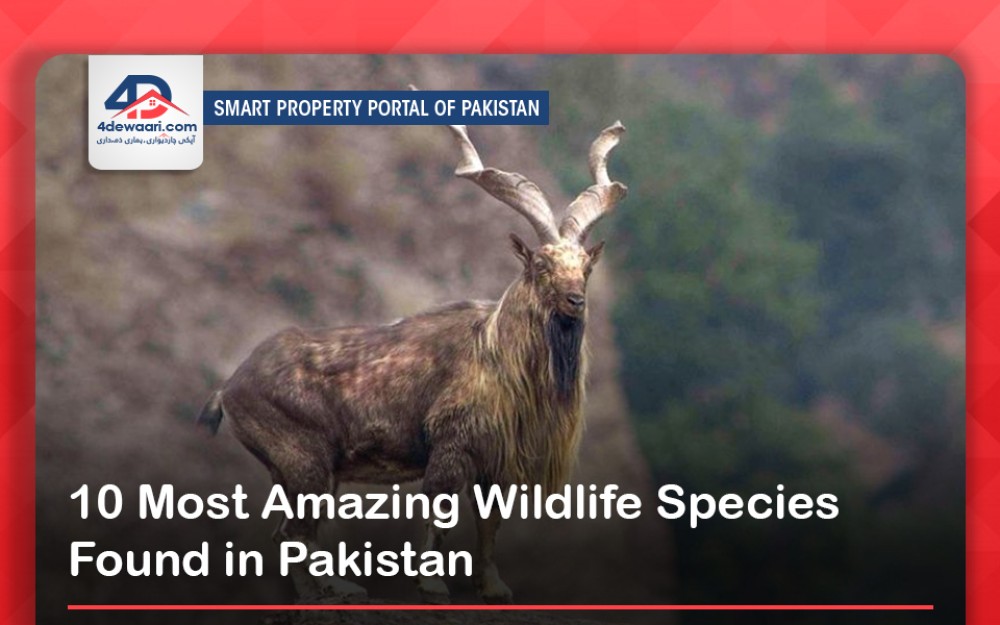 10 Most Amazing Wildlife Species Found in Pakistan