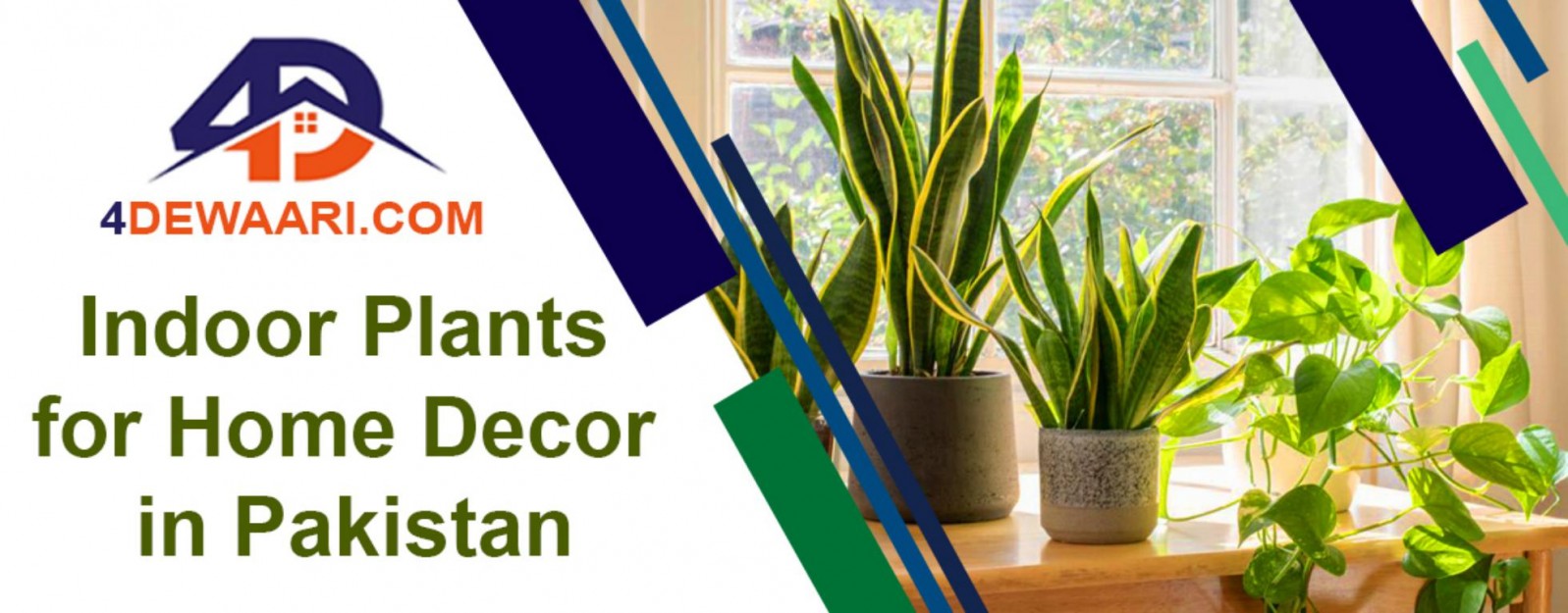 List of Popular Indoor Plants in Pakistan for Home Decor