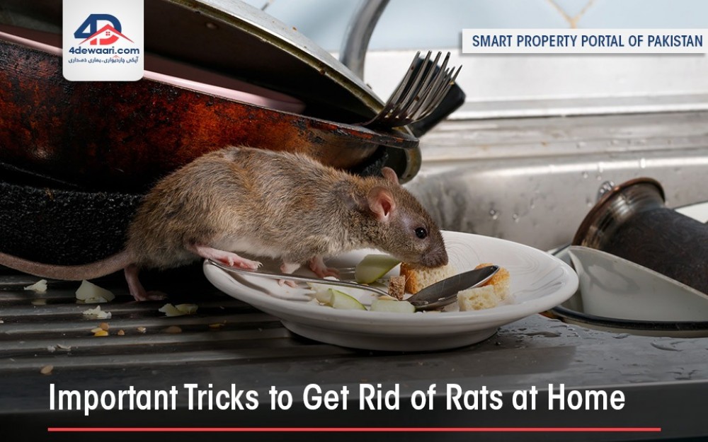 Important Tricks To Get Rid Of Rats At Home