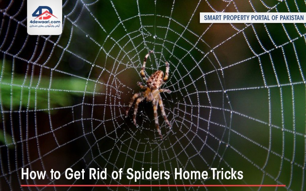 How to Get Rid of Spiders Home Tricks