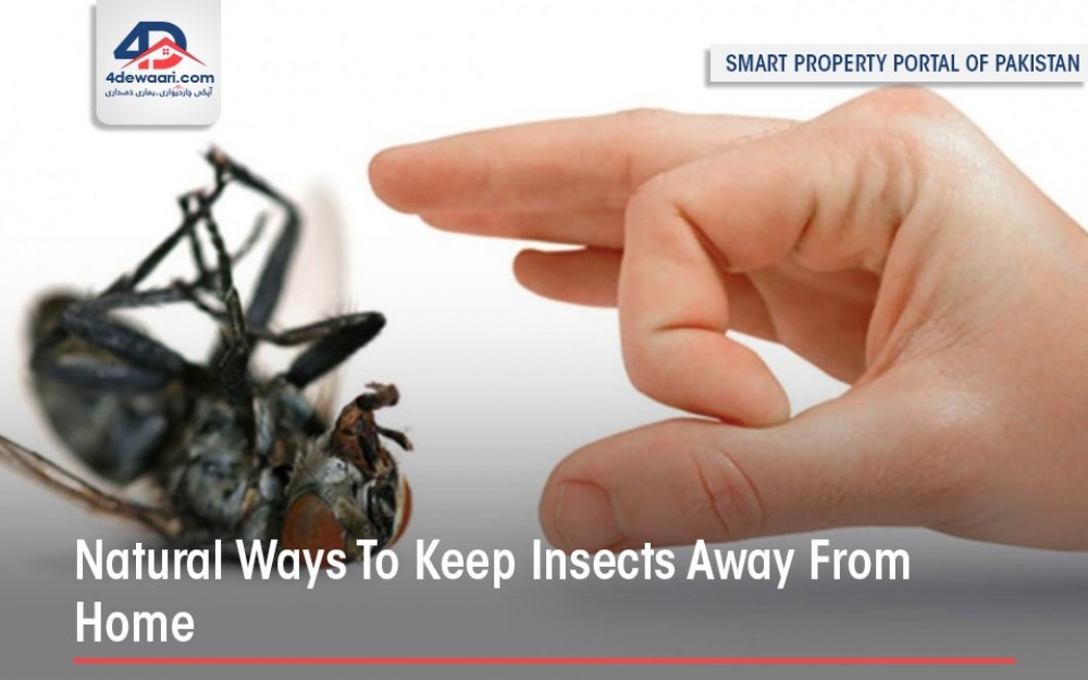 Natural Ways To Keep Insects Away From Home