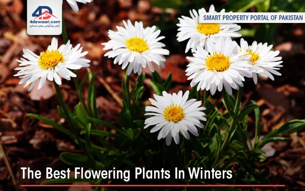 Best Flowering Plants In Winter