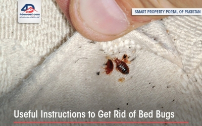 Useful Instructions To Get Rid Of Bed Bugs