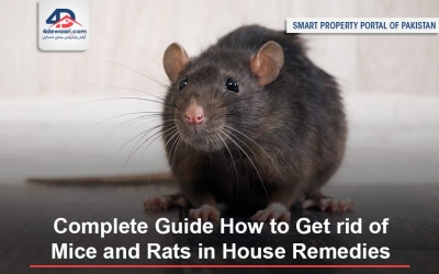 Complete Guide How to Get rid of Mice and Rats in House Remedies
