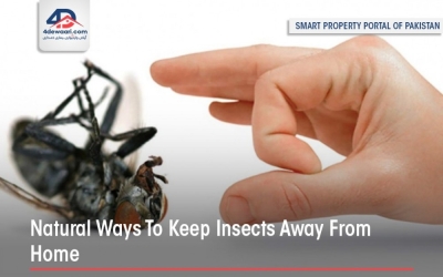 Natural Ways To Keep Insects Away From Home